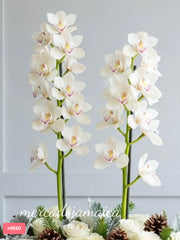 Navidad con orquídeas cymbidium