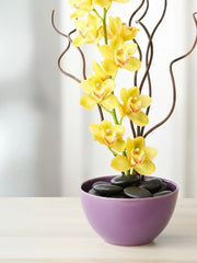 Destello Dorado Orquídea Amarilla