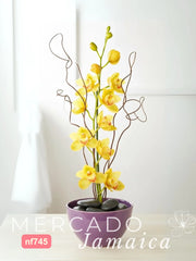 Destello Dorado Orquídea Amarilla