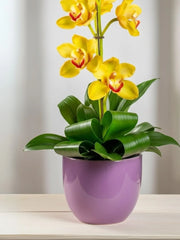 La Eterna Luz Dorada