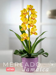 La Eterna Luz Dorada