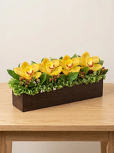 Orquídeas Cymbidium Amarillas Sinfonia Orchids !