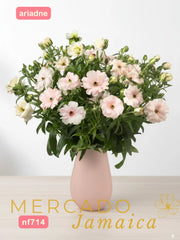 Ranúnculo Mariposa Ariadne