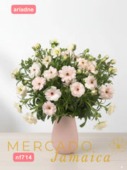 Ranúnculo Mariposa Ariadne