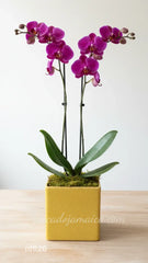 Orquídea Lila Doble Tallo