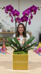 Orquídea Lila Doble Tallo