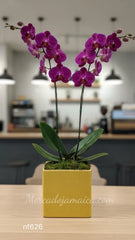 Orquídea Lila Doble Tallo