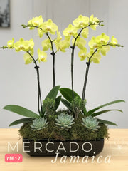 Orquídeas El Exceso Divino