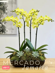 Orquídeas El Exceso Divino