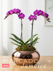 Orquídeas para un momento especial