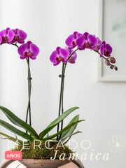 Orquídeas para un momento especial