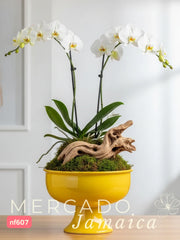 La orquídea, una joya en el paraíso