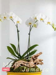 La orquídea, una joya en el paraíso