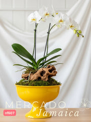 La orquídea, una joya en el paraíso