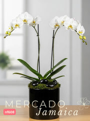 La orquídea, un canto a la belleza.