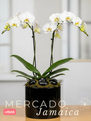 La orquídea, un canto a la belleza.