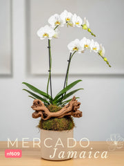 La orquídea, un símbolo de elegancia.