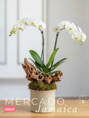 La orquídea, un símbolo de elegancia.