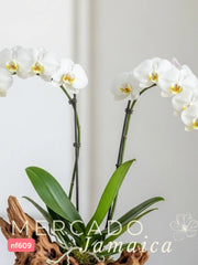 La orquídea, un símbolo de elegancia.