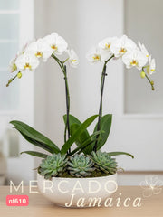 La orquídea, una flor que enamora.