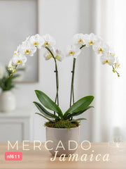 La orquídea, una flor que cautiva.