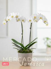 La orquídea, una flor que cautiva.