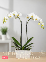 La orquídea, un regalo para el corazón