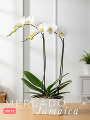 La orquídea, un regalo para el corazón