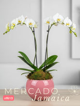 Orquídea Phalaenopsis en Rosa