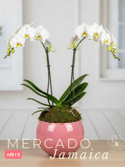 Orquídea Phalaenopsis en Rosa