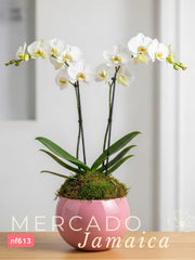 Orquídea Phalaenopsis en Rosa