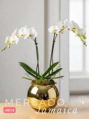 Orquídea Un poquito de diva