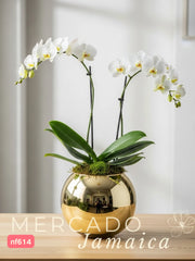 Orquídea Un poquito de diva