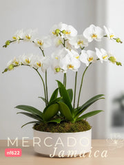 Más es más . Arreglo con Orquídeas Blancas