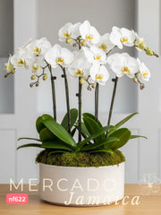 Más es más . Arreglo con Orquídeas Blancas