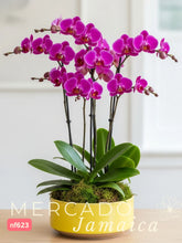 Sin Moderación Arreglo con Orquídeas