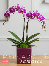 Orquídea Lila Doble Tallo