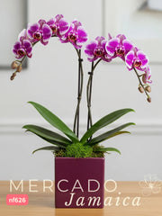 Orquídea Lila Doble Tallo