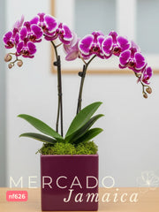 Orquídea Lila Doble Tallo