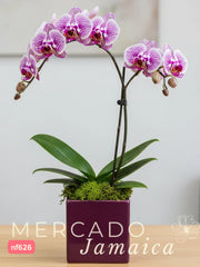 Orquídea Lila Doble Tallo