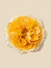 Rosas Inglesas con Estatice y Limonium