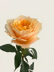 Rosas Inglesas con Estatice y Limonium