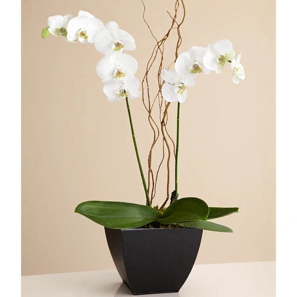 Arreglo Orquídea Phalaenopsis Blanca Doble Tallo CDMX