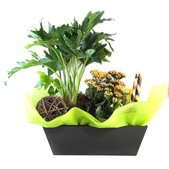 Garra de León: Helecho y Kalanchoe Naranja CDMX