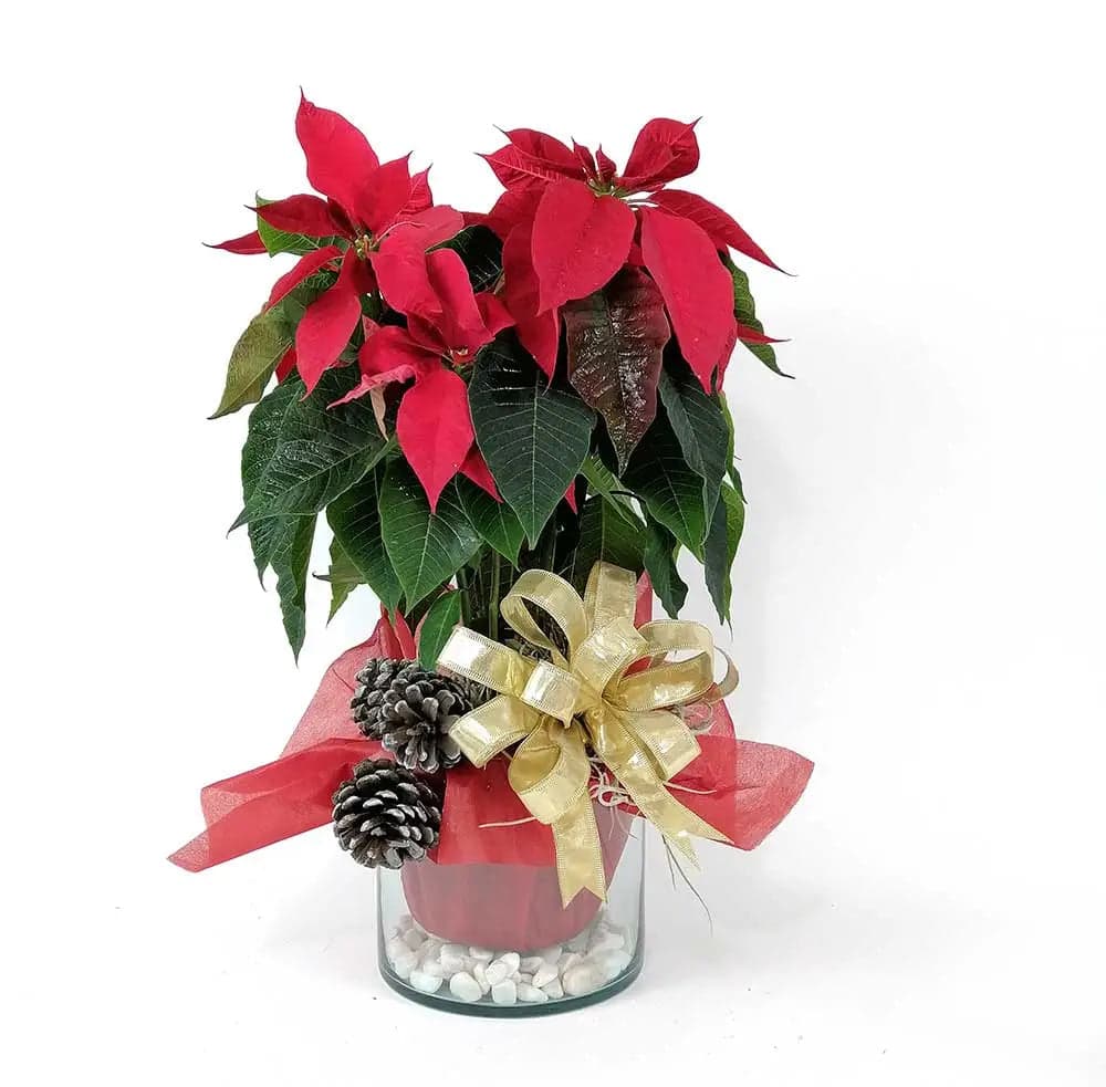 3 Plantas Nochebuena Roja 3 Pulgadas · CDMX