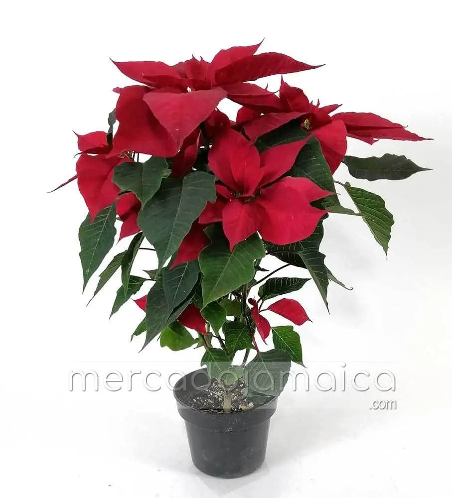 Planta Nochebuena Roja 5 Pulgadas · CDMX