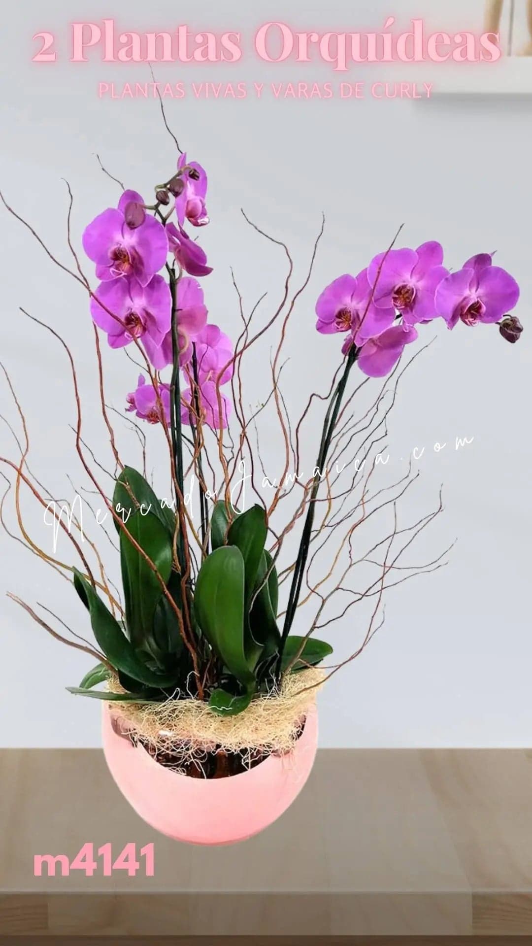 2 Orquídeas Phalaenopsis Lila Doble Tallo CDMX