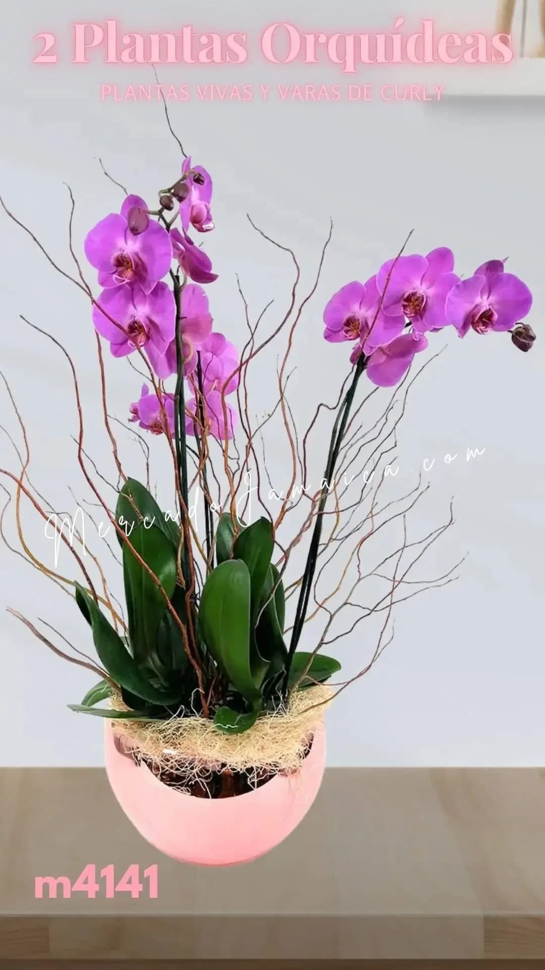 2 Orquídeas Phalaenopsis Lila Doble Tallo CDMX