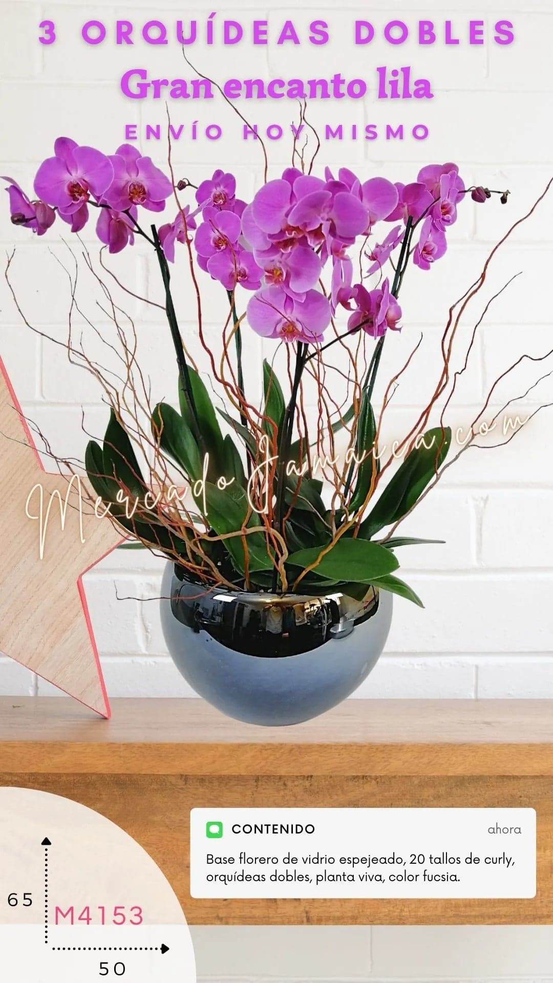 3 Orquídeas Phalaenopsis Lila Doble Tallo CDMX