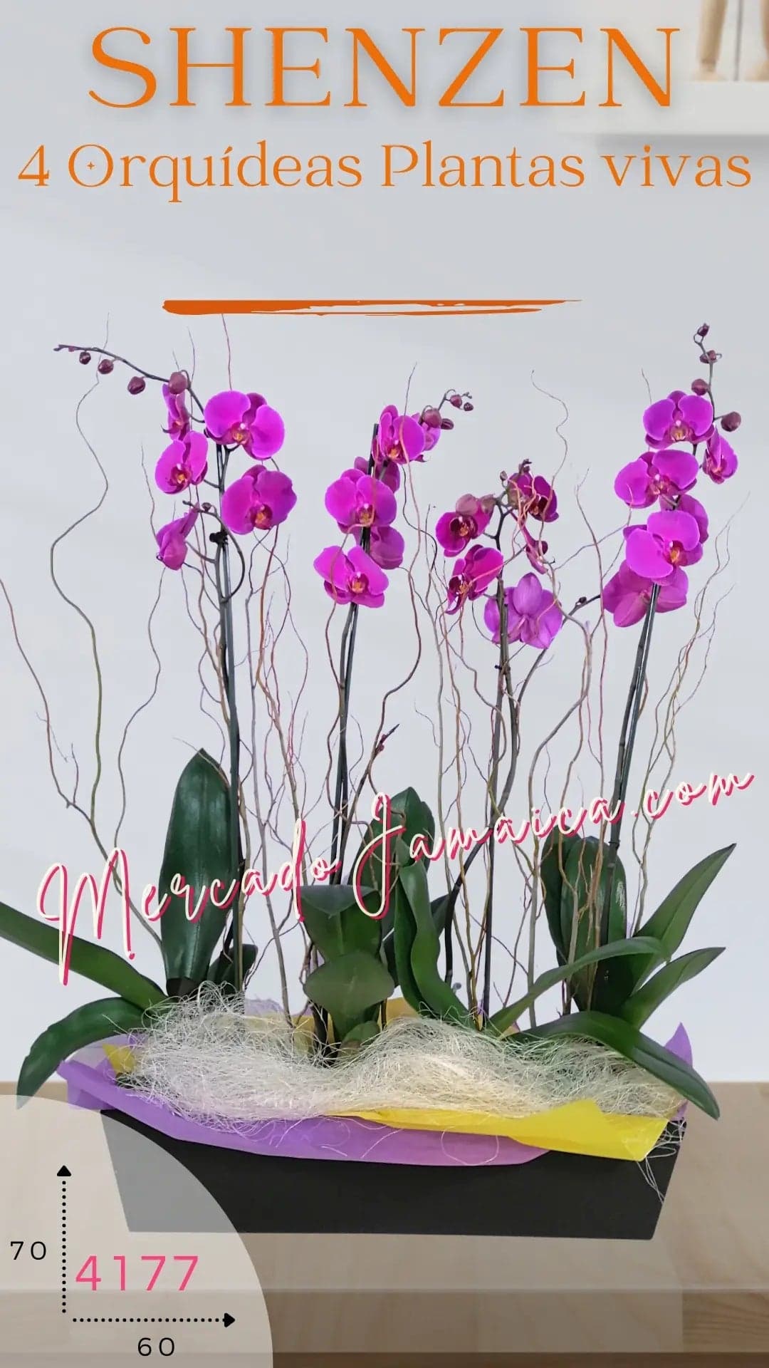 Caja con 4 Orquídeas Phalaenopsis Lila Doble Tallo CDMX